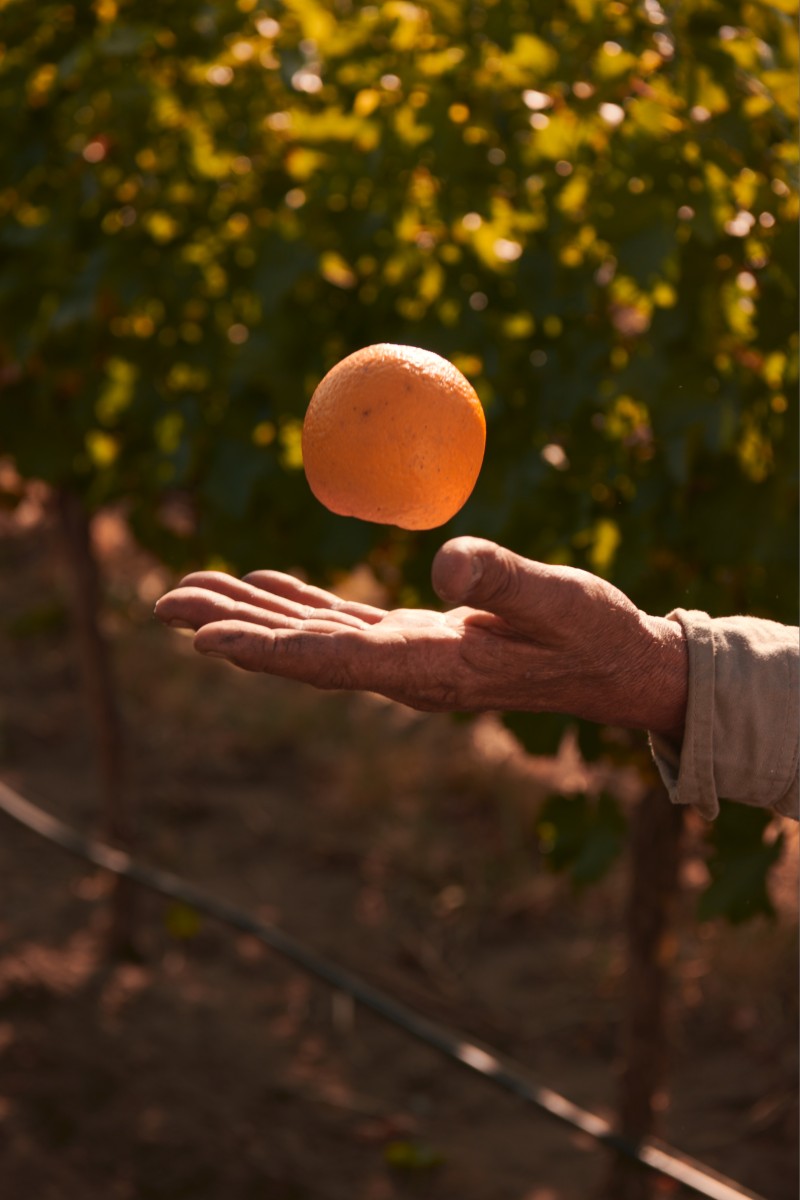 2001_chandon_argentine_04_workers_4595