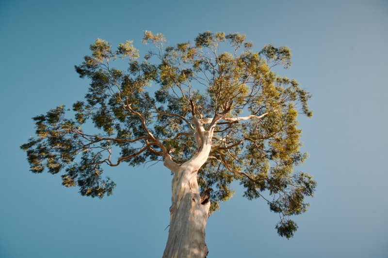 2002_chandon_australie_03_portrait_289